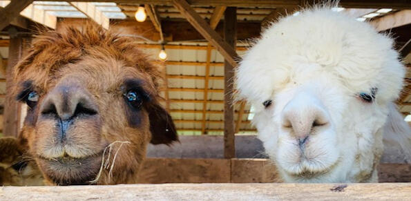 Alpacas in the corridor